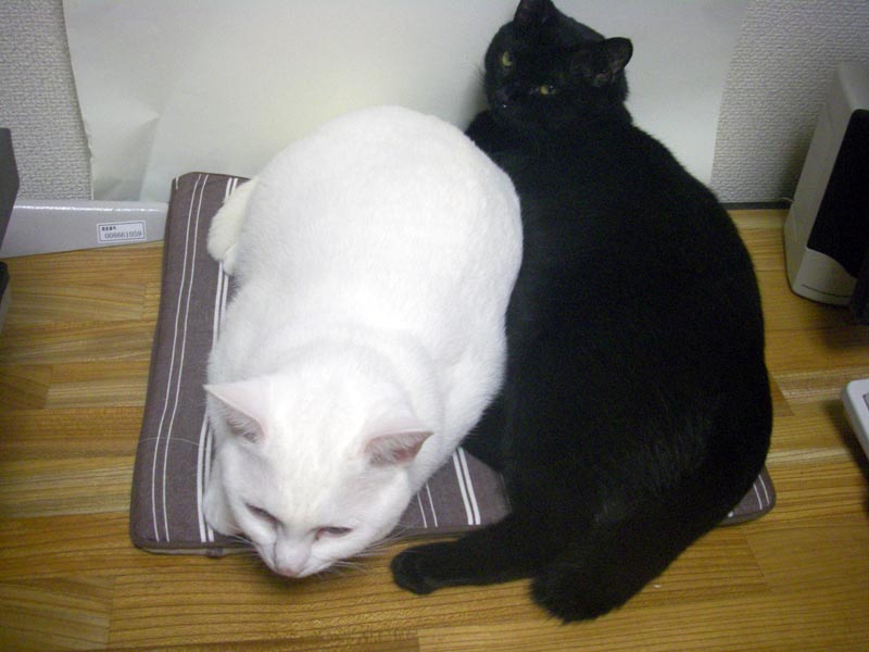 黒猫と白猫☆夫婦✭カップル☆ハート☆トレーナー✭黒地☆M☆LOVE | www.novinmechanic.ir